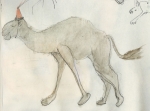 camel.jpg