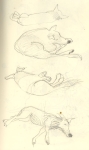 dogs_1.jpg